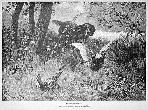 Die Gartenlaube (1887) b 661.jpg