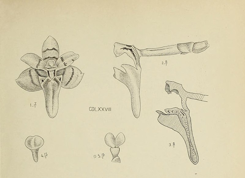 File:Die Orchideen von Java - fig. 478-479 (1912) - cropped 1.jpg