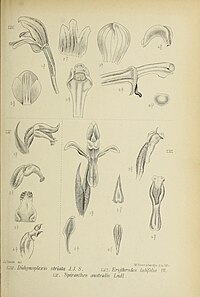 fig. 54 Didymoplexis striata fig. 55 Spiranthes australis Spiranthes sinensis fig. 56 Erythrodes latifolia