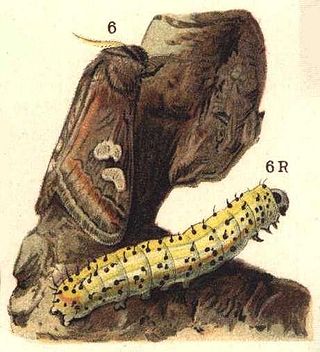 <i>Diloba caeruleocephala</i> Species of moth