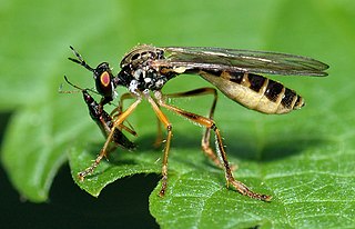 Die Raubfliegen oder Jagdflieg