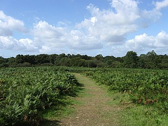 Ditchling Common Country Park - geograph.org.uk - 1463048 Ditchling Common Country Park - geograph.org.uk - 1463048.jpg