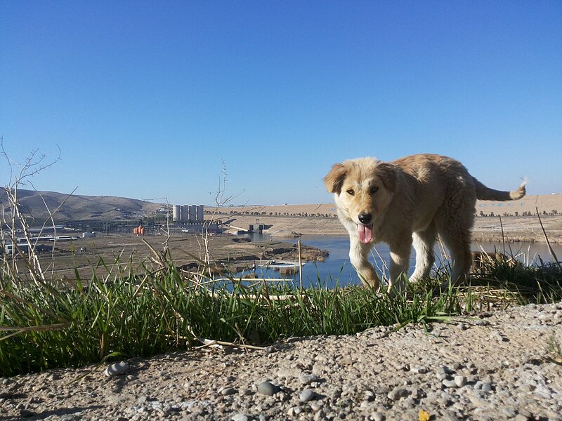 File:Dog at Mossul Dam.jpg