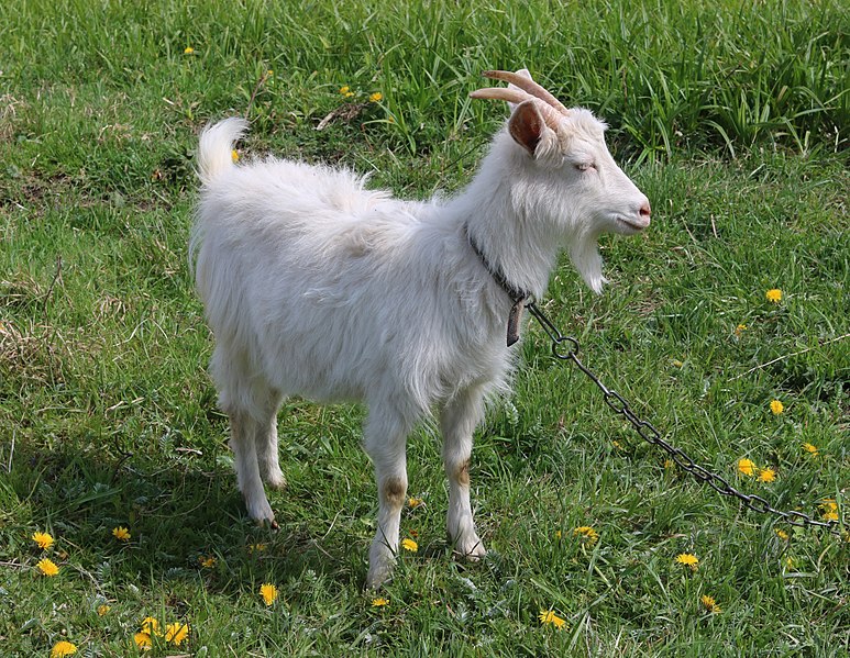 File:Domestic goat 2017 G4.jpg