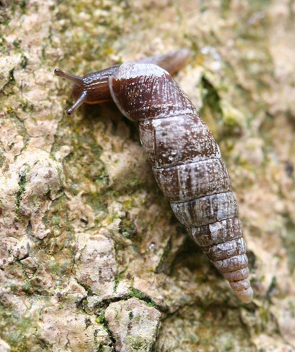 Cochlodina laminata from the family Clausiliidae or door snails, a small land pulmonate which has a sinistral or left-handed shell, on the trunk of a 