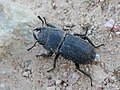 * Nomination The lesser stag beetle (Dorcus parallelipipedus), Latvia --AfroBrazilian 17:55, 8 July 2018 (UTC) * Promotion  Support Good quality. --Ermell 20:50, 13 July 2018 (UTC)