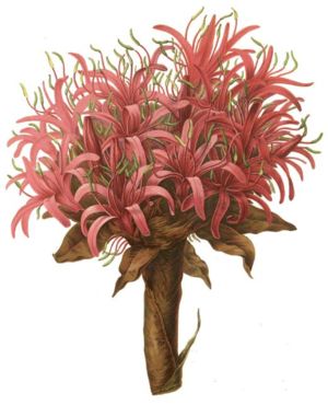 Doryanthes excelsa, kuvitus