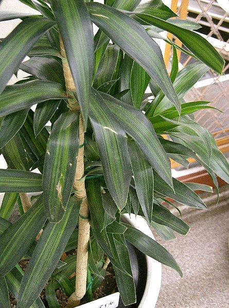 File:Dracaena reflexaSong of Jamaica1.jpg