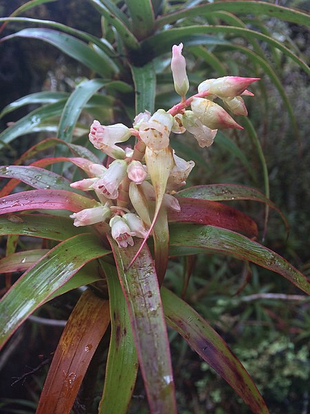 File:Dracophyllum menziesii inflorescence.jpg