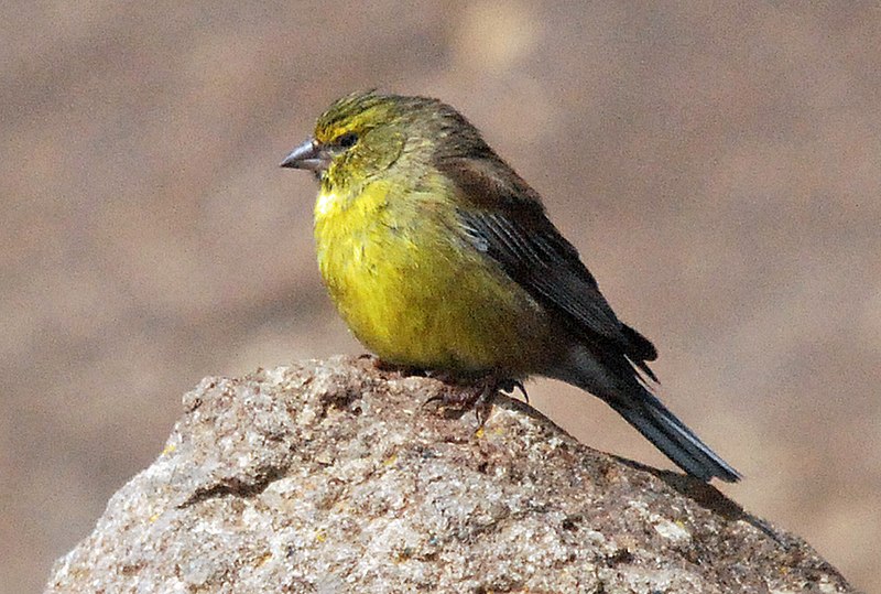 File:Drakensberg Siskin, male (cropped).jpg