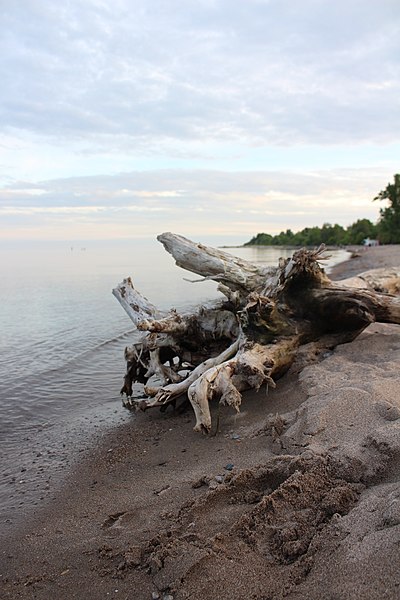 File:Driftwood at Rouge Beach, June 2018 (3).jpg