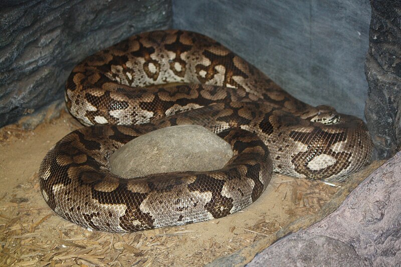 File:DumerilsGroundBoa AcrantophisDumerili.jpg