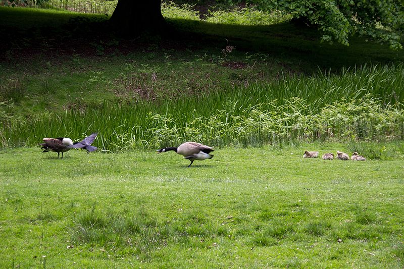 File:Dunham Massey 2016 165.jpg