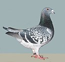 Nizozemský výstavní holub modrý kapratý