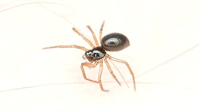 Spider (Araneae)