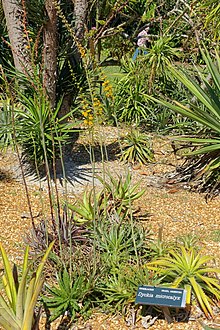 Dyckia microcalyx - Marie Selby Botanik Bahçeleri - Sarasota, Florida - DSC01307.jpg