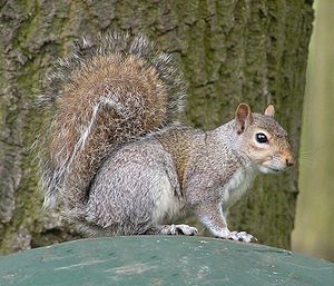 Eastern Gray Squirrel 800.jpg