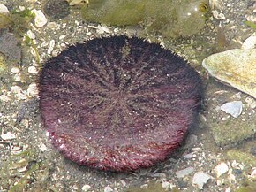 Descrierea imaginii Excentric sand dollar.jpg.