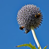 E. bannaticus, blå bolltistel