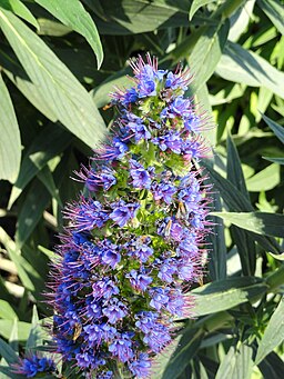 Echium fastuosum - Val Rahmeh - DSC04285