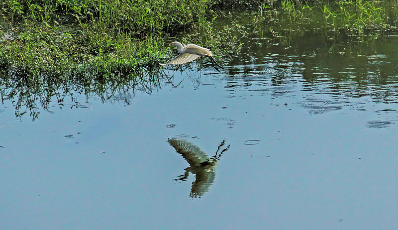 File:Egret and its reflection 1.jpg