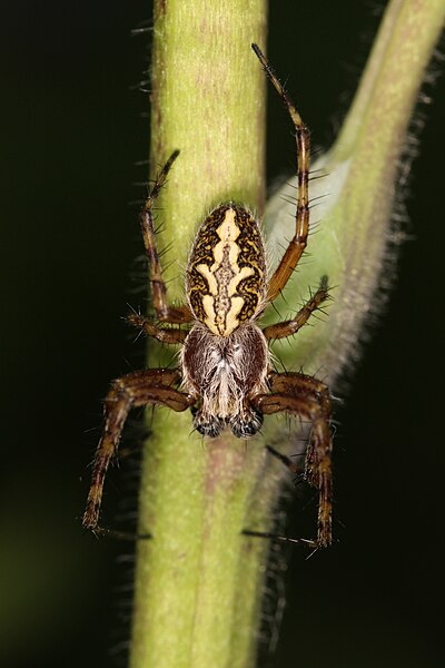 File:Eichblatt-Radspinne Aculepeira ceropegia 2.jpg