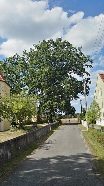 File:Eiche Naturdenkmal kirchhof kroppen 2018 - 6.jpg