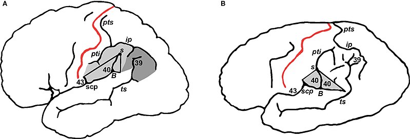 File:Einstein brain.jpg