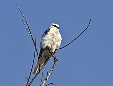 White-tailed kite, first recorded in 1967 and now common.