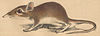 Elephantulus rufescens Peters 1878.jpg