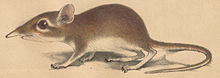 Elephantulus rufescens Peters 1878.jpg