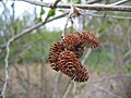 Alnus alnobetula w Ogrodzie Botanicznym w Reykjaviku