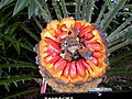 Encephalartos natalensis 1c.JPG