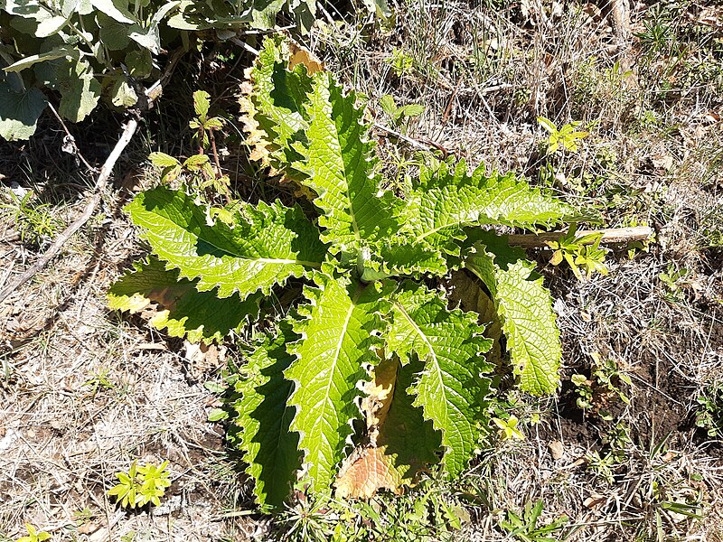 File:Encumeada, Madeira, plant sprouting along PR 1.3.jpg