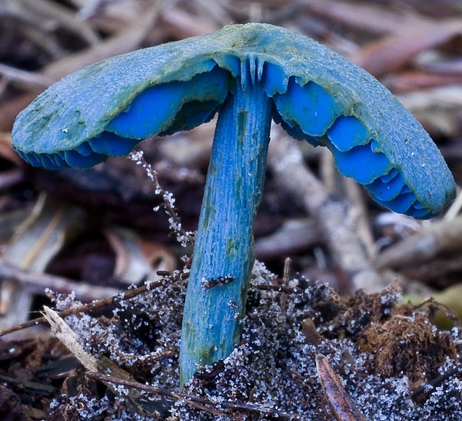 File:Entoloma virescens 42014.jpg