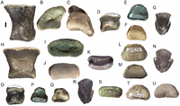 Pedal elements of Eolambia.Left phalanx 1 of digit II CEUM 35474 (Eo2) in (A) dorsal, (B) proximal, and (C) distal views. Left phalanx 2 of digit II CEUM 34435 (Eo2) in (D) dorsal, (E) proximal, and (F) distal views. Left ungual of digit II CEUM 35741 (Eo2) in (G) dorsal view. Right phalanx 1 of digit III CEUM 53000 (Eo2) in (H) dorsal, (I) proximal, and (J) distal views. Left or right phalanx 2 of digit III CEUM 52970 (Eo2) in (K) dorsal, (L) proximal, and (M) distal views. Left or right ungual of digit III CEUM 74547 (Eo2) in (N) dorsal view. Right phalanx 1 of digit IV CEUM 34352 (Eo2) in (O) dorsal, (P) proximal, and (Q) distal views. Left ungual of digit IV CEUM 14415 (Eo2) in (R) dorsal view. Distal phalanx CEUM 14621 (Eo2) of pedal digit III or IV in (S) dorsal, (T) proximal, and (U) distal views. In all images of elements in proximal or distal view, dorsal is towards the top of the figure and plantar towards the bottom. Scale bar equals 1 cm.