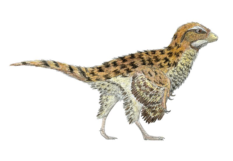 File:Eosinopteryx.jpg