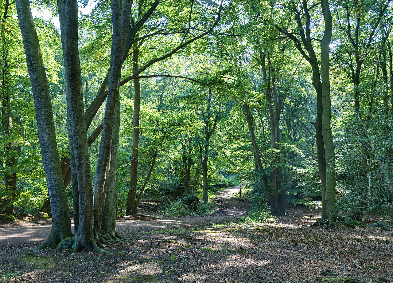 Forêt de Epping 1280px-Epping_Forest_Centenary_Walk_2_-_Sept_2008