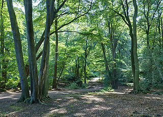 Epping Forest Ancient woodland and former royal forest in Essex and Greater London