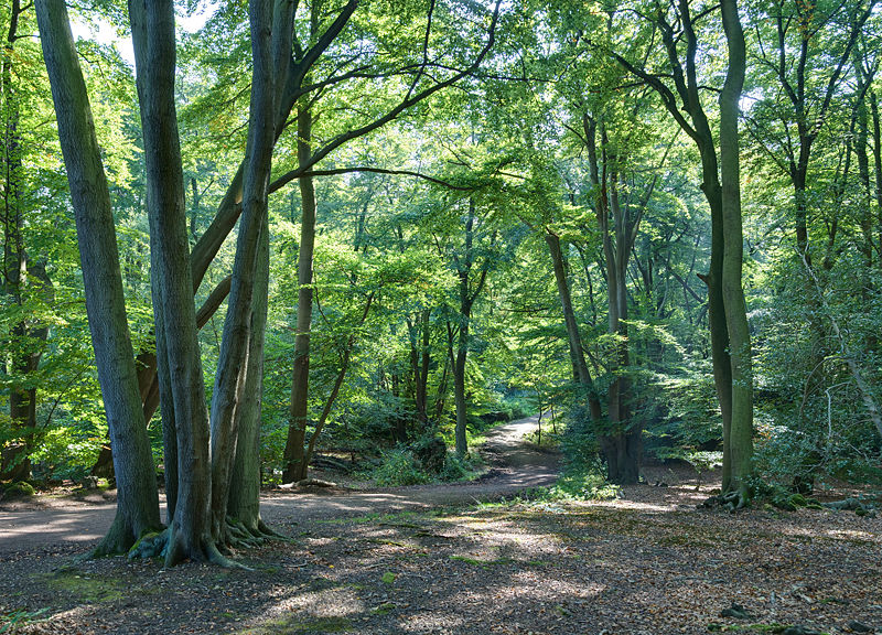 File:Epping Forest Centenary Walk 2 - Sept 2008.jpg