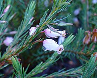 Erica georgica