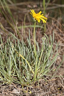 <i>Erigeron linearis</i> species of plant