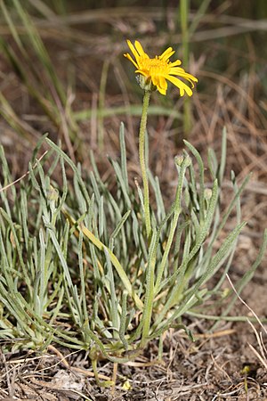 Erigeron linearis 9773.JPG