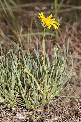 <i>Erigeron linearis</i> Species of flowering plant