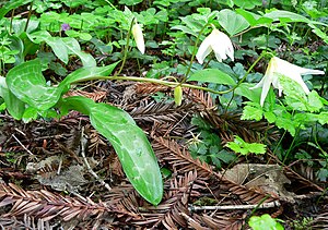 Erythronium helenae 1.jpg