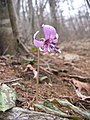 カタクリ Erythronium japonicum