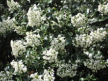 Escallonia 'Iveyi'.jpg