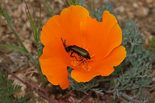 Eschscholzia californica