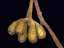 Fruit Eucalyptus abdita fruit.jpg