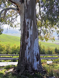 Eucalyptus camaldulensis, Eukaliptus kamaldulski, okolice Palermo, 2023-02-22